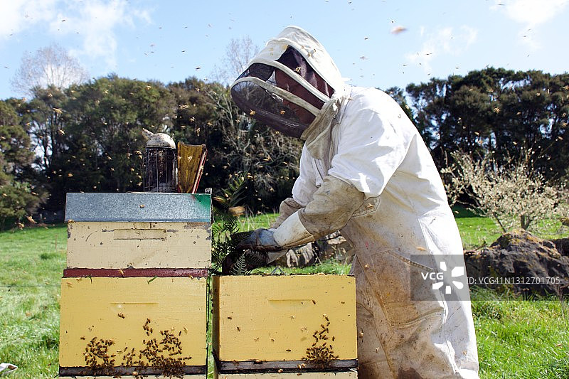 养蜂人春天清理蜂箱图片素材