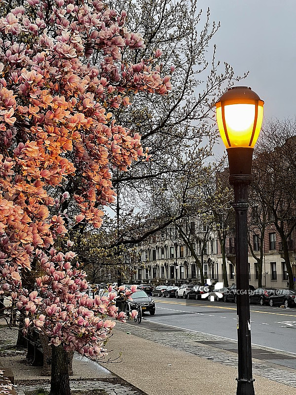 黎明时分的开花树图片素材