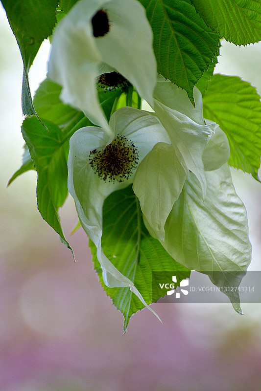 珙桐花／鸽子树图片素材