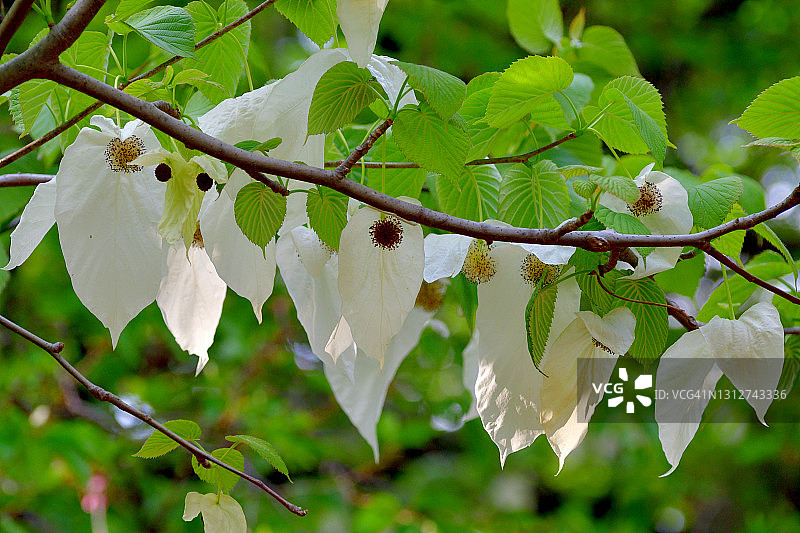 珙桐花／鸽子树图片素材