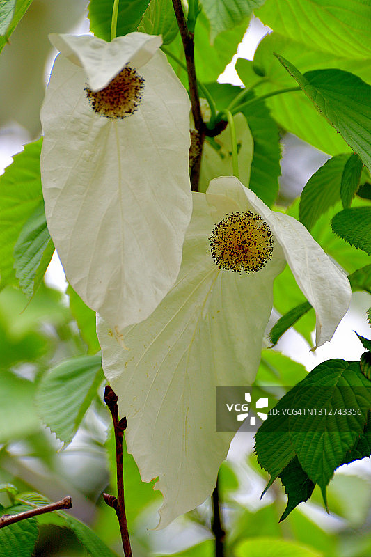 珙桐花／鸽子树图片素材