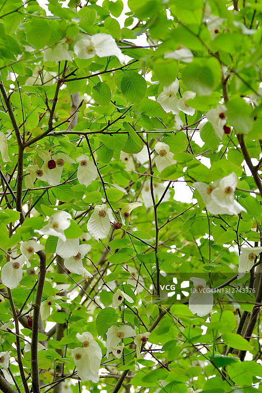 珙桐花／鸽子树图片素材