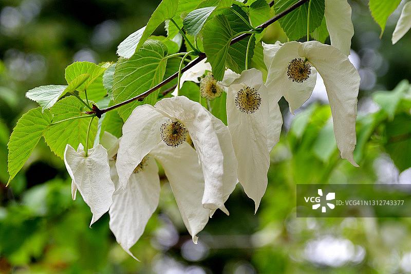 珙桐花／鸽子树图片素材