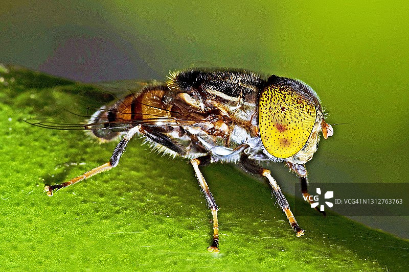 叶子上长着黄色复眼的苍蝇昆虫图片素材