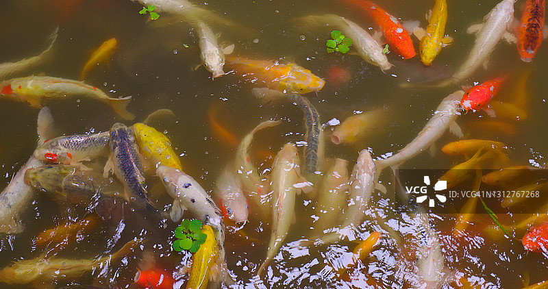 池塘里的锦鲤图片素材