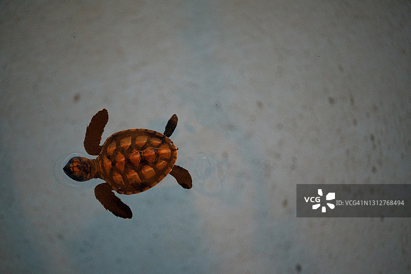 孵化场水箱中的海龟图片素材