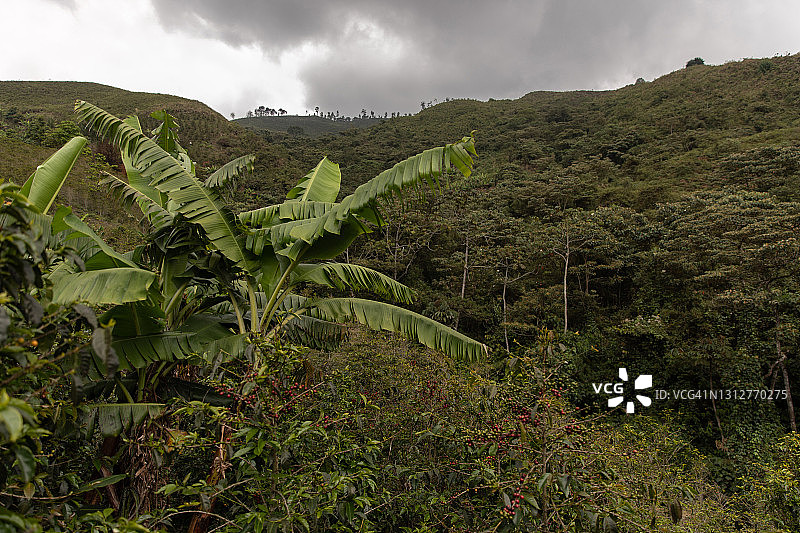 咖啡园图片素材