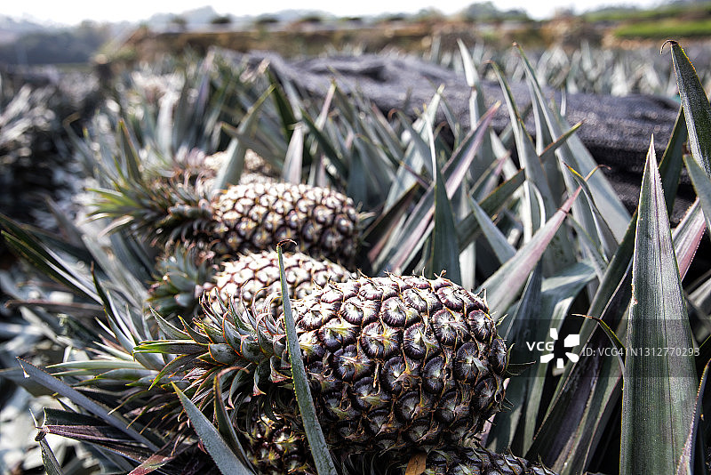 田野里的菠萝图片素材