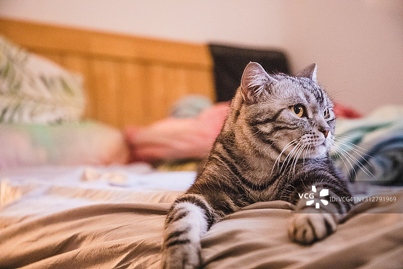 躺在床上盯着东西看的可爱的短毛猫图片素材