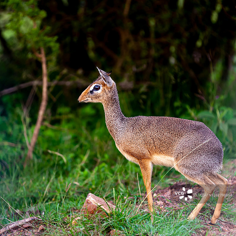 小羚羊图片素材