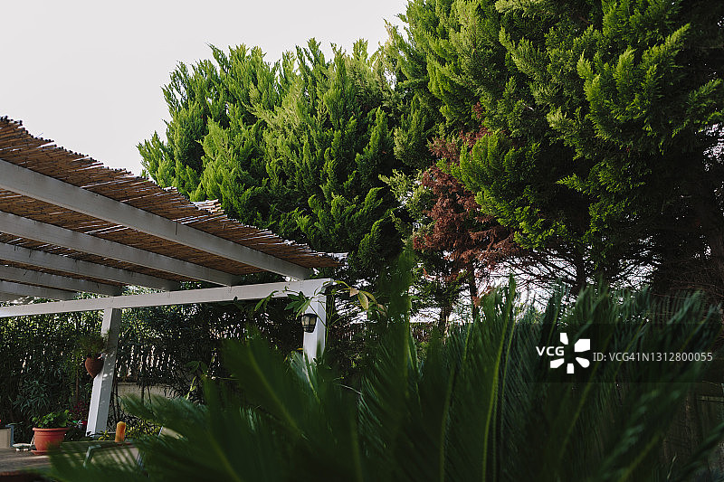 带棕榈树和松树的私人花园图片素材