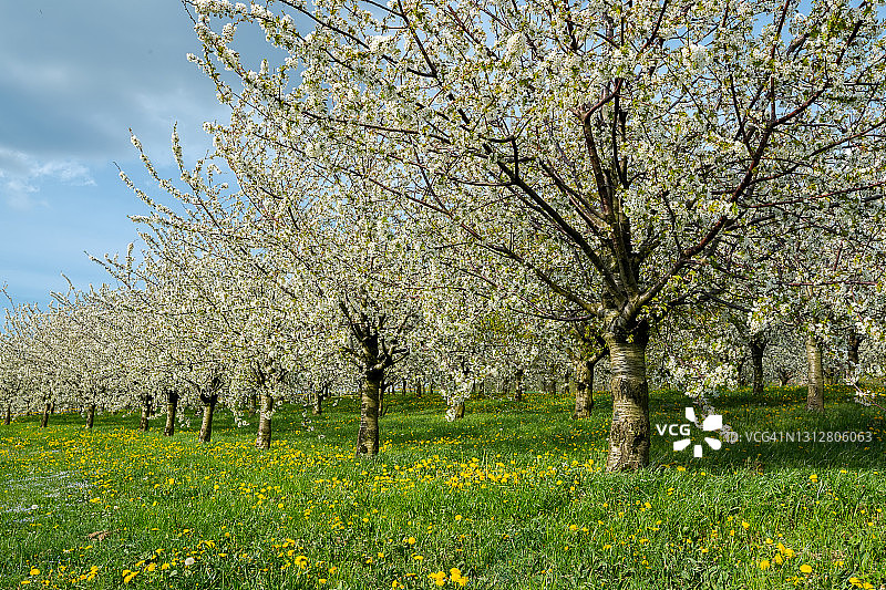 在蓝天背景下的草地上早春盛开的樱花树图片素材