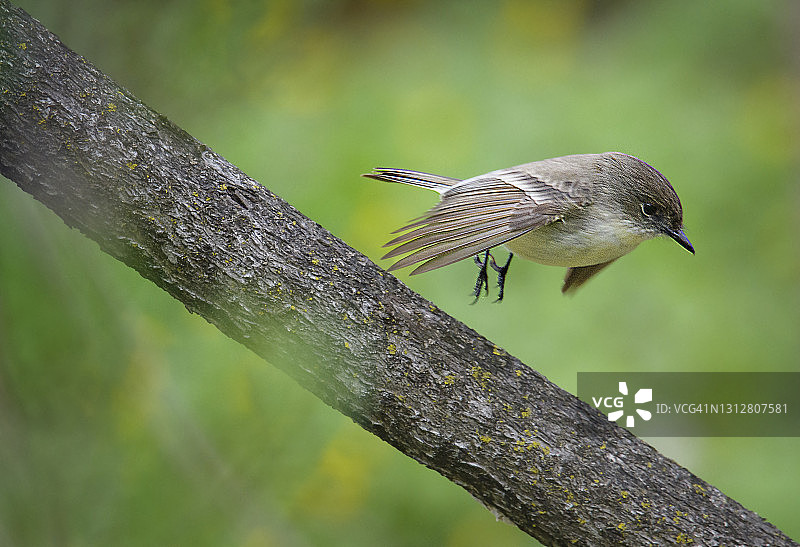 可爱的东菲比鸟在森林绿地中飞翔的特写图片素材