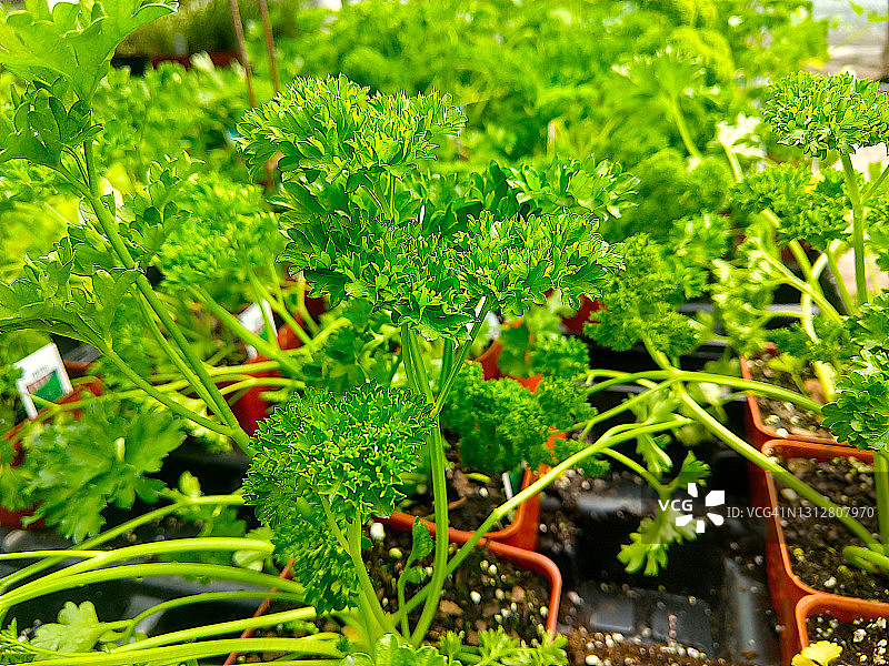 欧芹特写图片素材