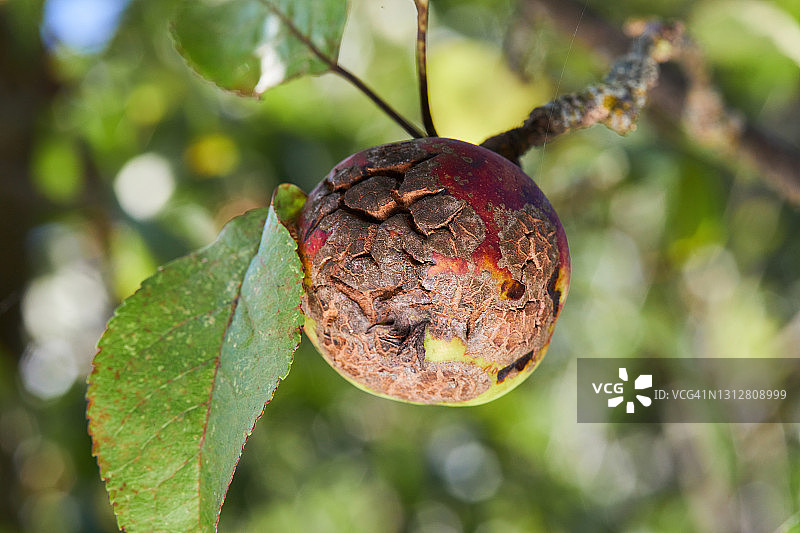 苹果黑星病菌感染的水果图片素材