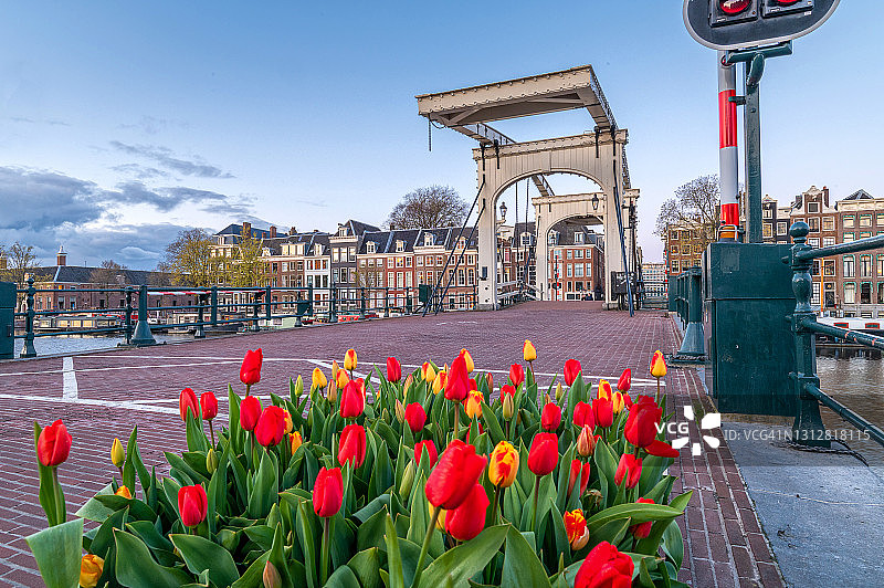 阿姆斯特丹桥上的彩色郁金香图片素材