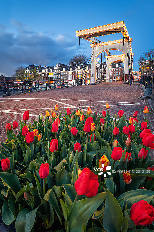 黄昏时分阿姆斯特丹桥上的郁金香图片素材