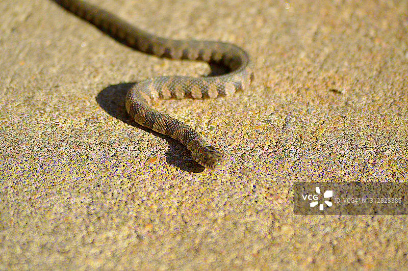 东部乳蛇图片素材