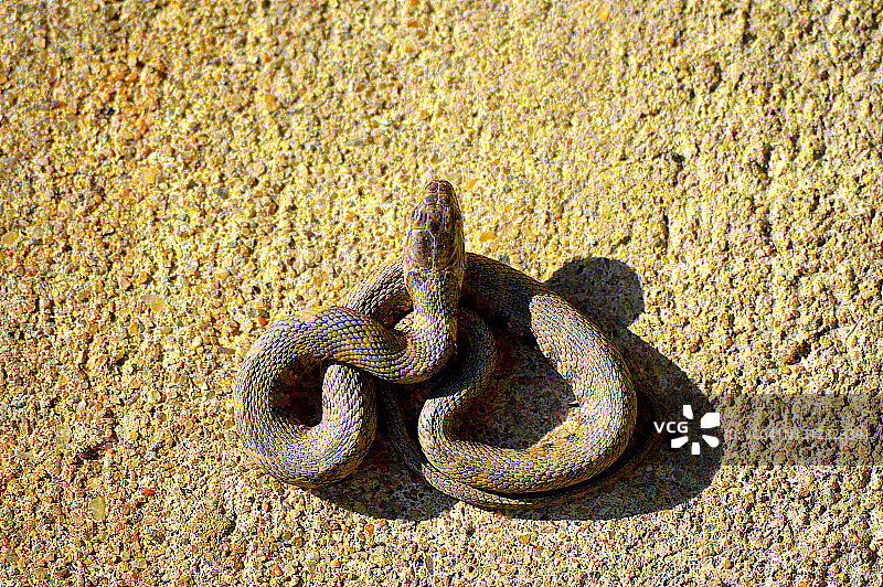 东部乳蛇图片素材