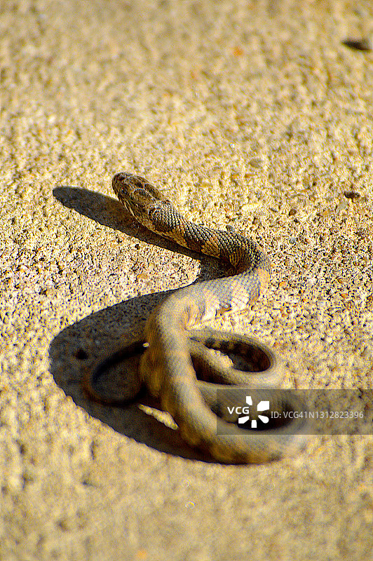 东部乳蛇图片素材