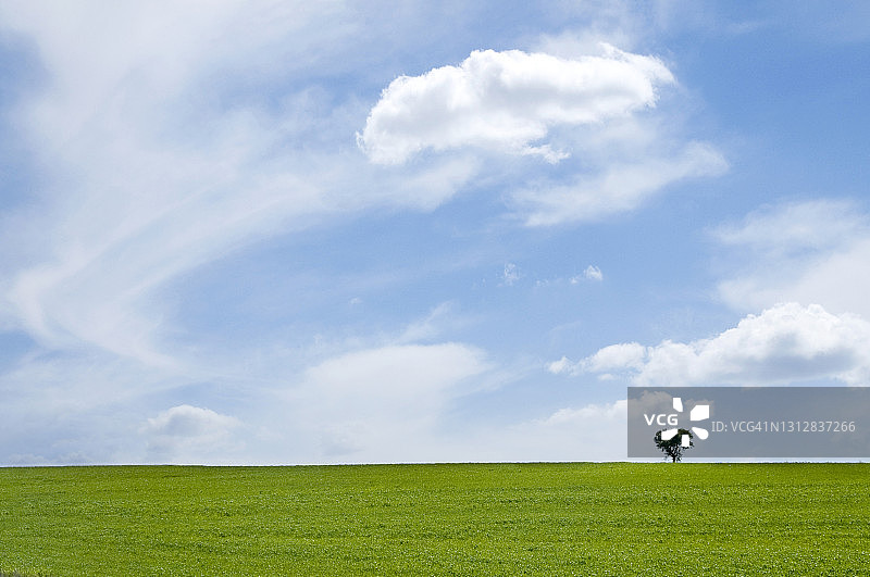 草地和蓝天上的孤独的树图片素材