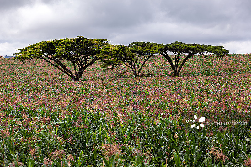 玉米地里的金合欢树图片素材