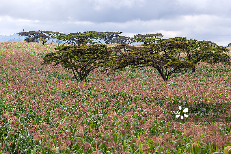 玉米地里的金合欢树图片素材