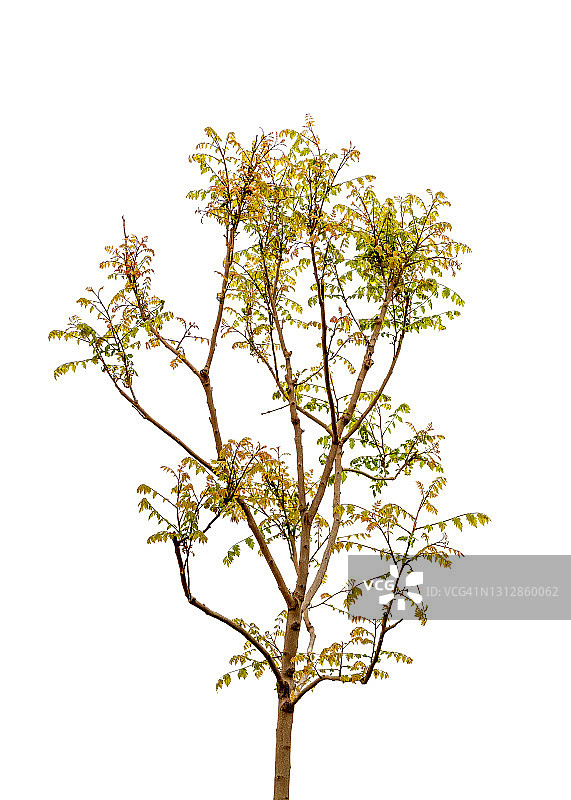 春天的小树图片素材