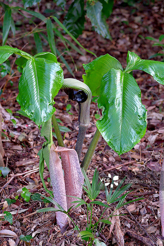 copra lily/ Arisaema ringens：花和果实图片素材