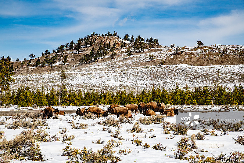 山顶上休息的野牛群图片素材