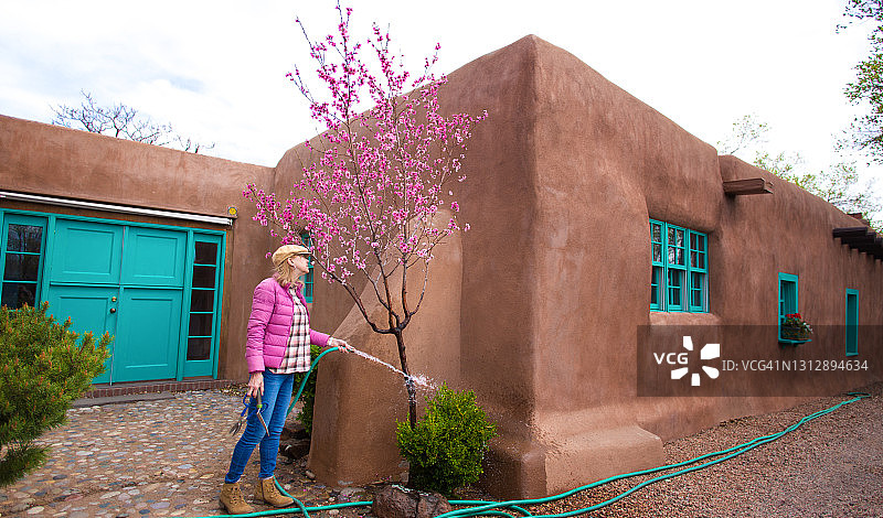 春季园艺：妇女给开花的果树浇水图片素材