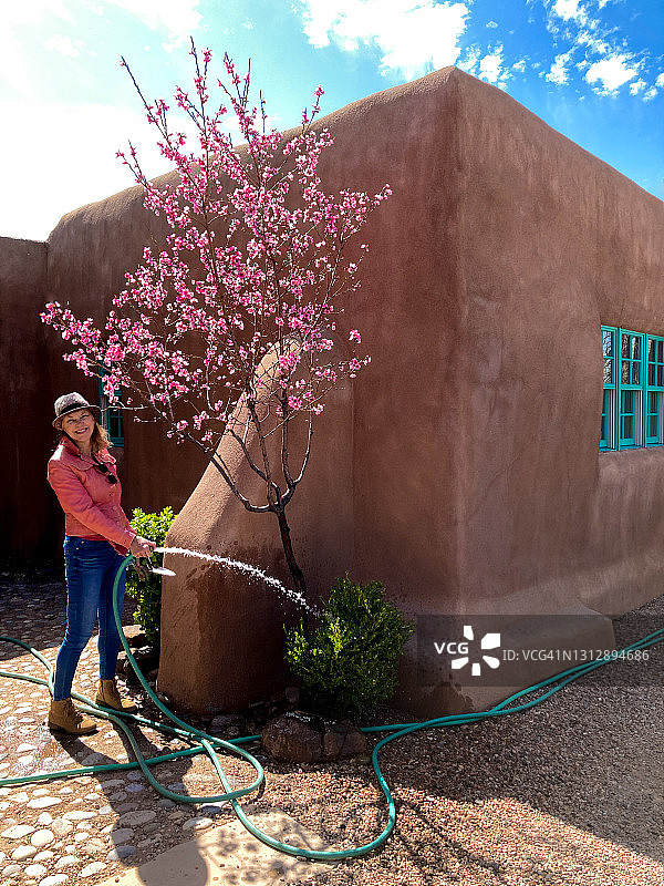 春季园艺：妇女给开花的果树浇水图片素材