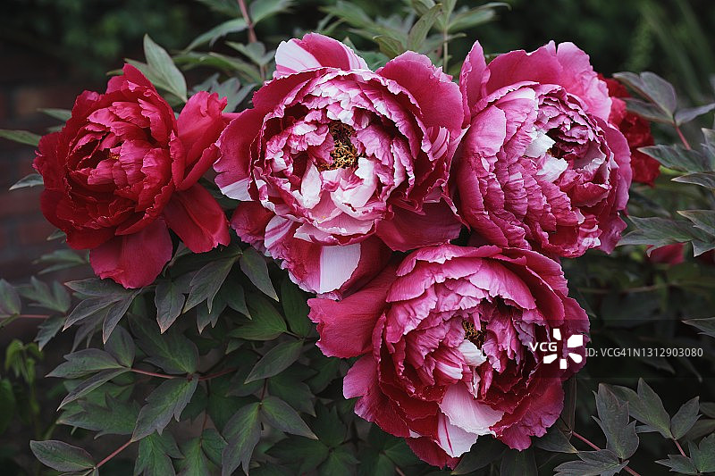 春天花园里盛开的美丽红白色岛锦牡丹花，特写图片素材