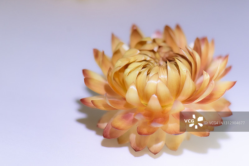 桃色蜡菊或麦秆菊图片素材