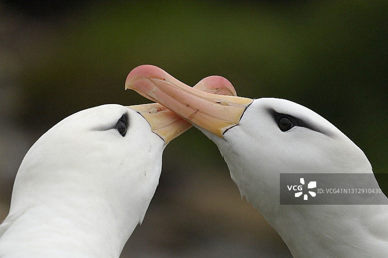 黑眉信天翁求偶展示图片素材