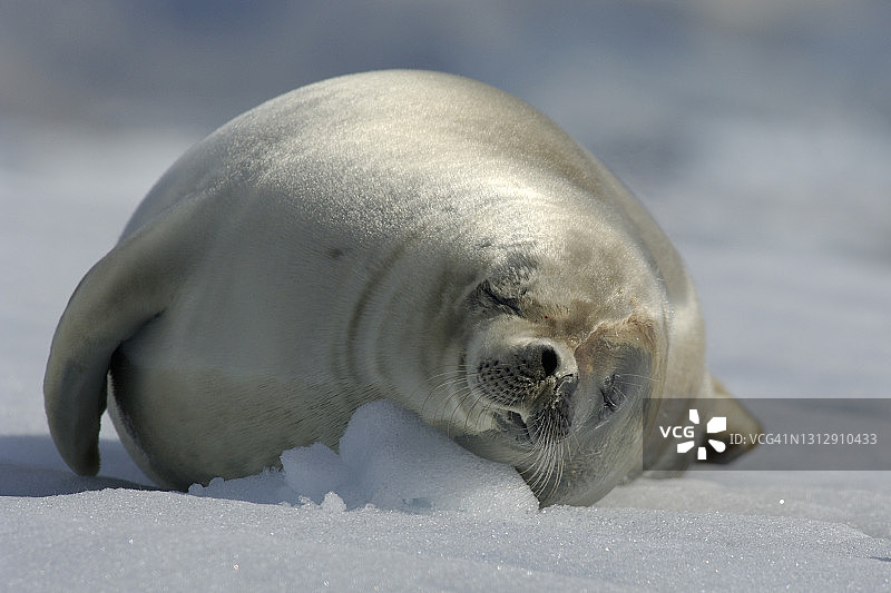 食蟹海豹图片素材