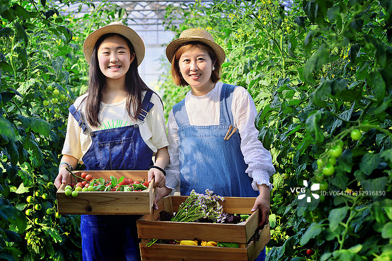 母女在蔬菜温室工作图片素材