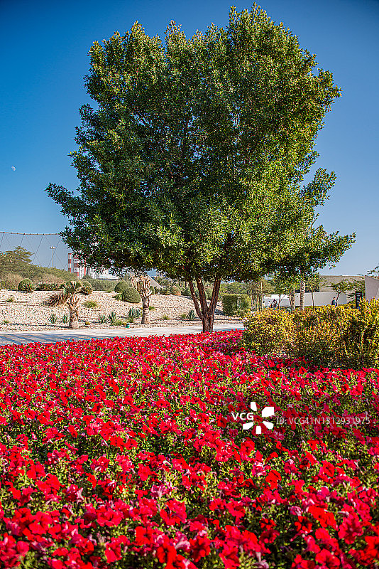 科威特科威特市烈士公园的浪漫花树图片素材
