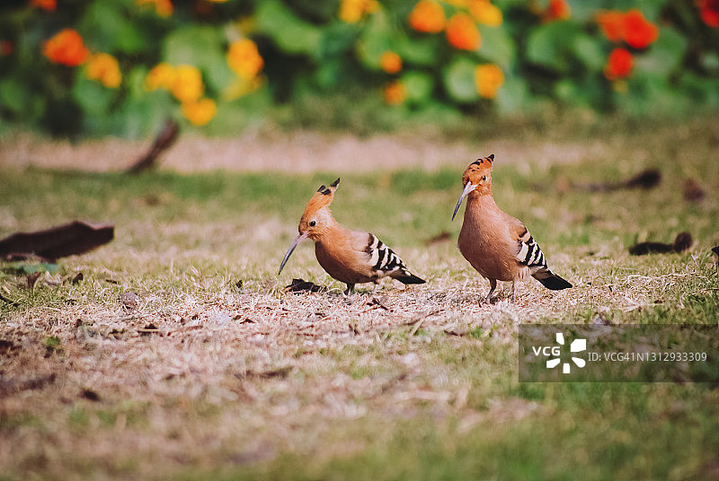 戴胜鸟在草地上漫步觅食图片素材