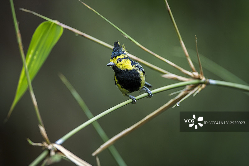 黄颊山雀栖息在树枝上图片素材