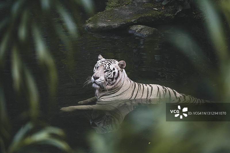 野外孟加拉白虎图片素材