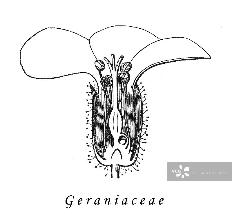 花卉的类型和形状，天竺葵（Geraniaceae）的古老雕刻插图图片素材