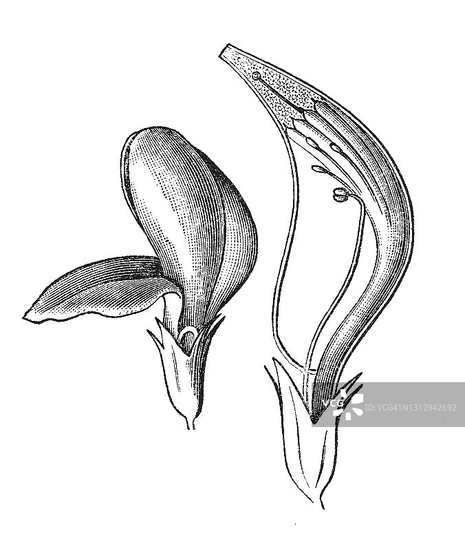 古代雕刻插图：花卉的类型和形状，豆科植物图片素材