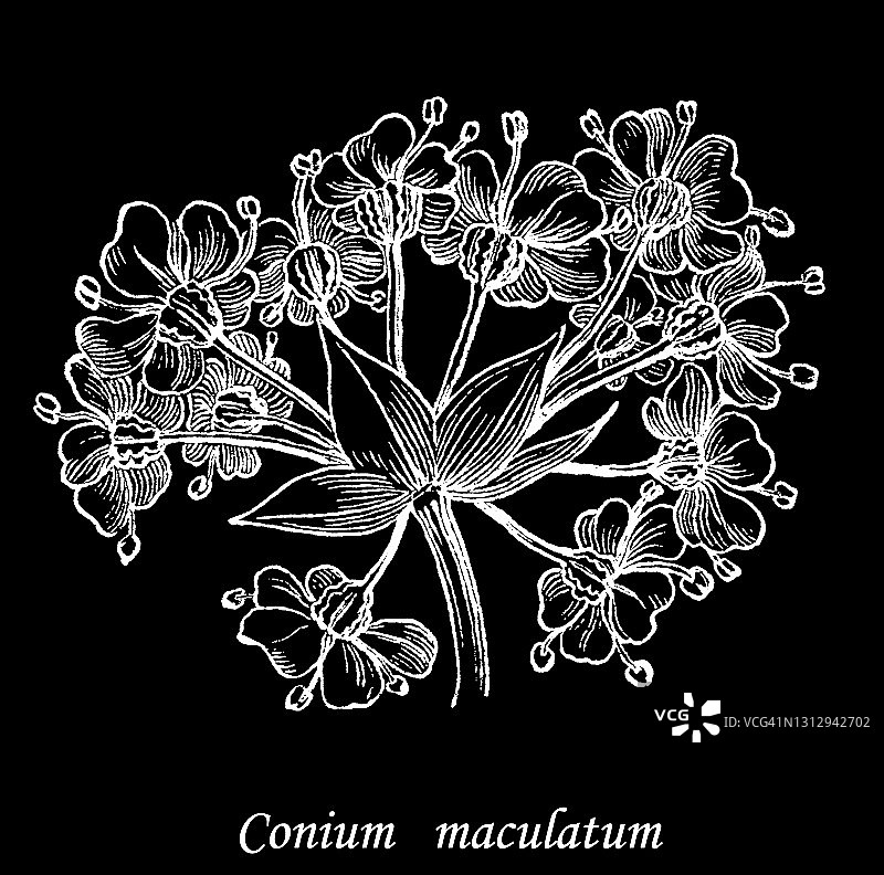 花朵类型和形状旧版雕刻插图，毒芹图片素材