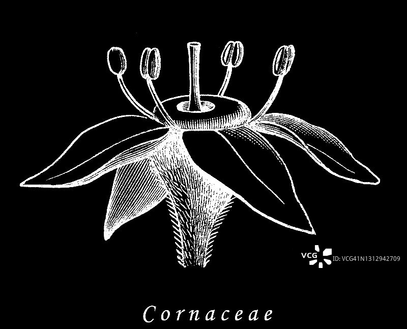 老式雕刻插图：山茱萸科花的类型和形状图片素材