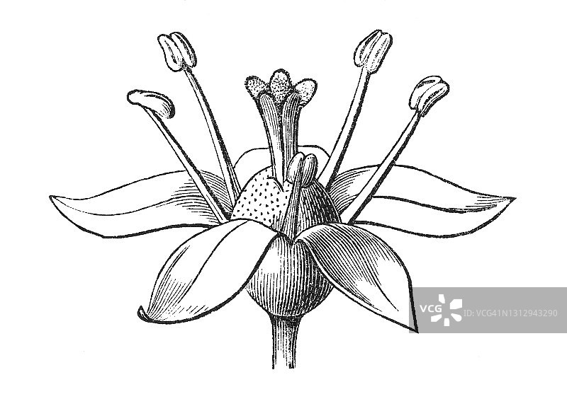花的类型和形状：五加科植物花朵老式雕刻插图图片素材