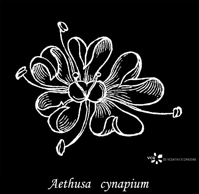 花朵类型和形状，小毒芹古老雕刻插图图片素材
