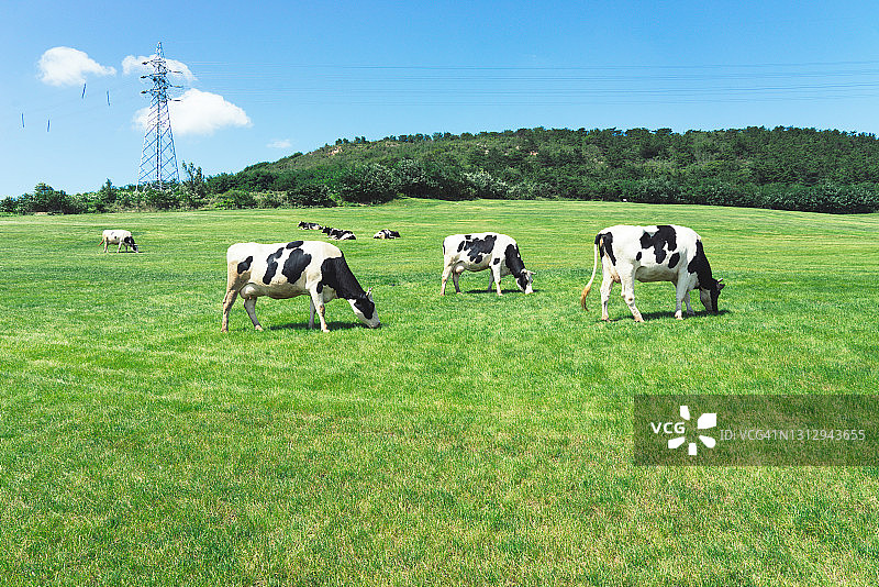 草原上的奶牛图片素材