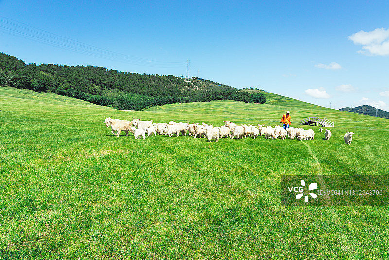 农场主在有机农场放牧山羊图片素材