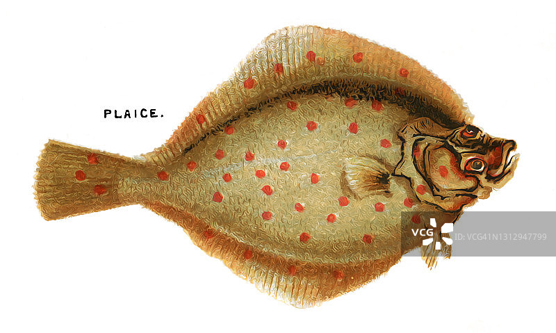 鲽鱼复古彩色石印插画图片素材